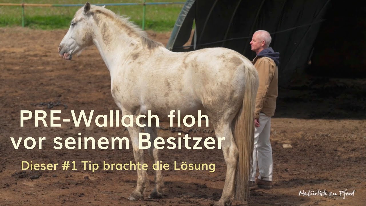 Dein Pferd soll dir vertrauen? Diesen #1 Tipp verrät dir niemand.