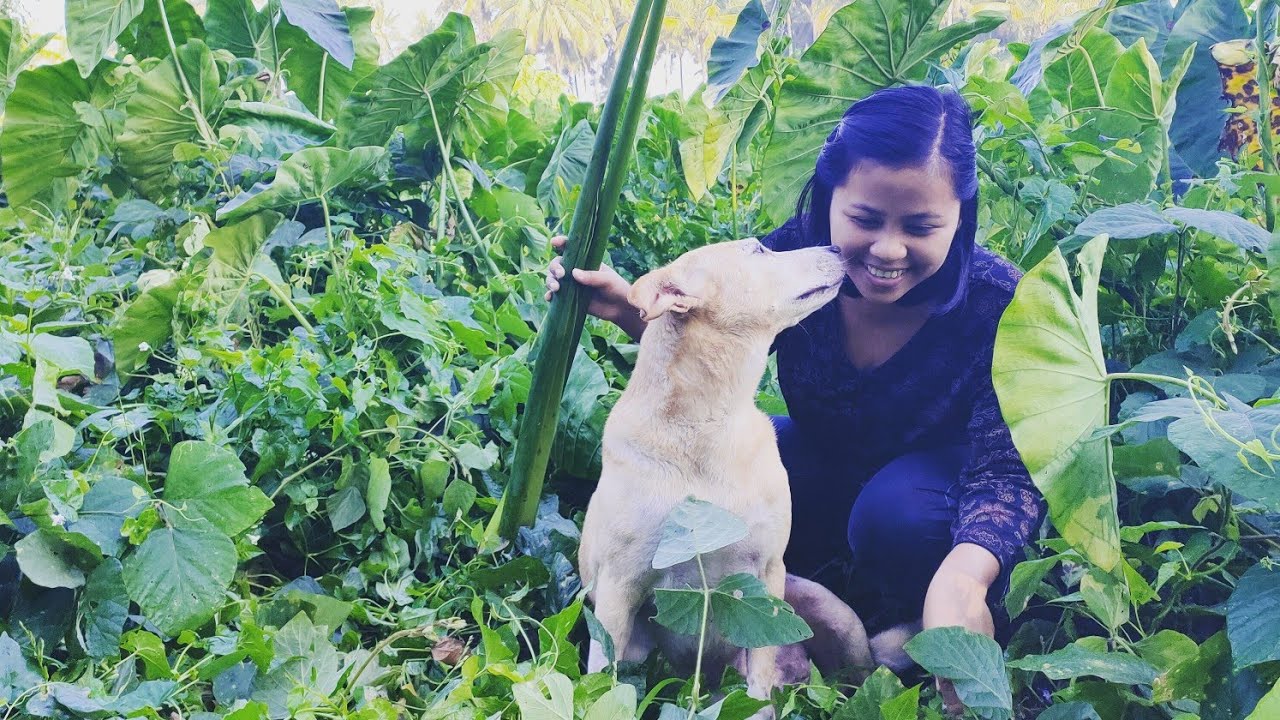 Buhay Probinsya - Harvesting and Sun Dried Taro Stalk to make a Tasty Lumpia