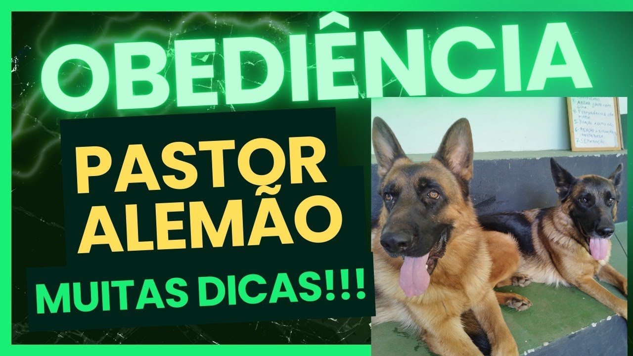Obediência e socialização de dois cães adultos.