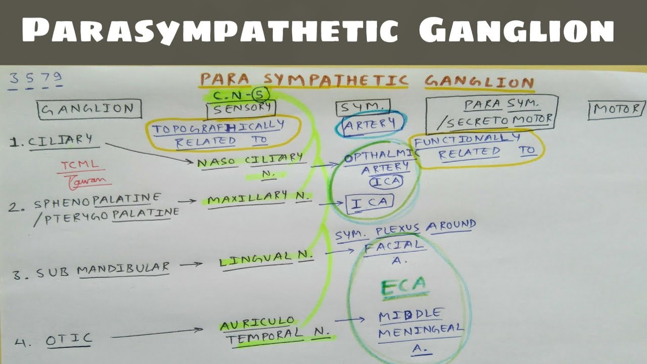 Parasympathetic Ganglion- 1, Ciliary, Sphenopalatine, Submandibular, Otic Ganglion | TCML