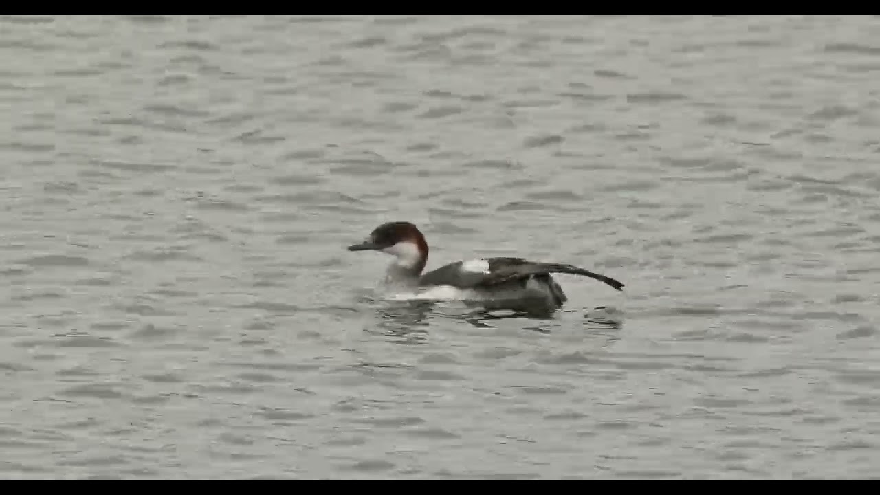 Nonnetje (Mergellus albellus Female) De Gavers Harelbeke