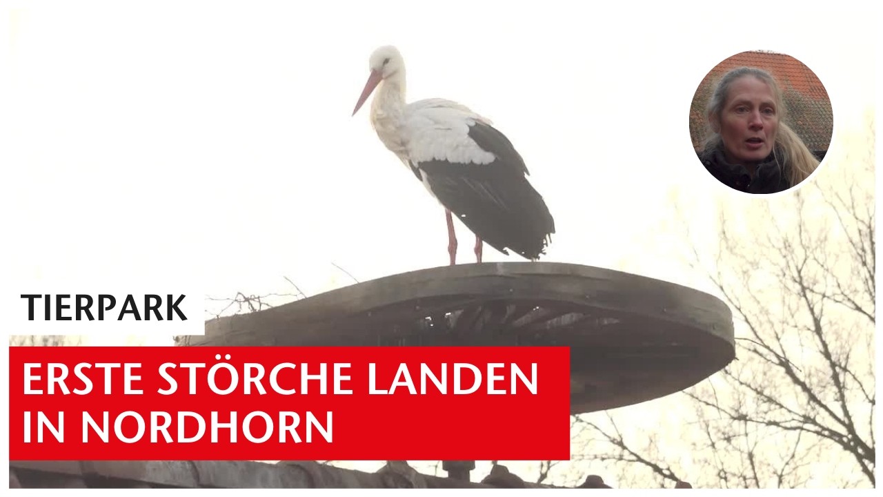 Vorboten des Frühlings: Erste Störche landen im Tierpark Nordhorn | GN-Online