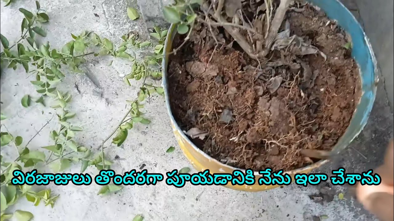 విరజాజులు తొందరగా పూయడానికి నేను ఇలా చేసి బొప్పాయి లిక్విడ్ ఇచ్చాను/Ma pushpa thota garden 