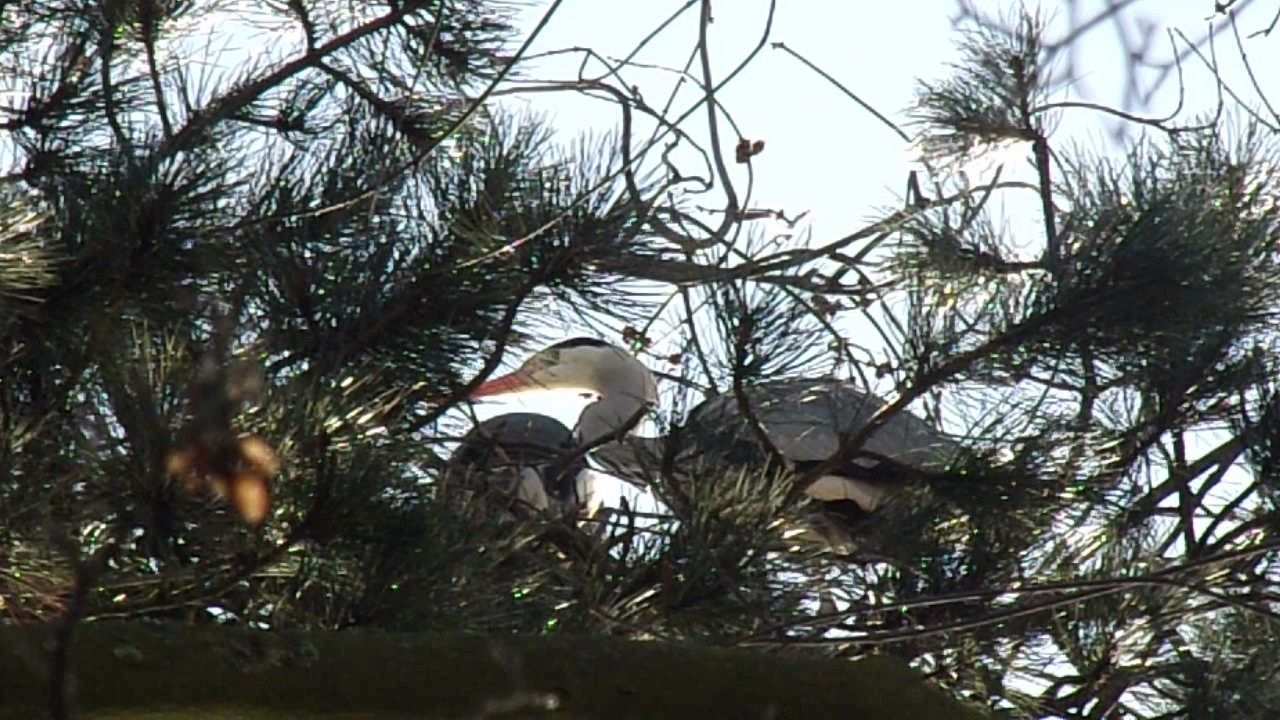 Oliver's Nature - Parende blauwe reigers (Ardea cinerea)