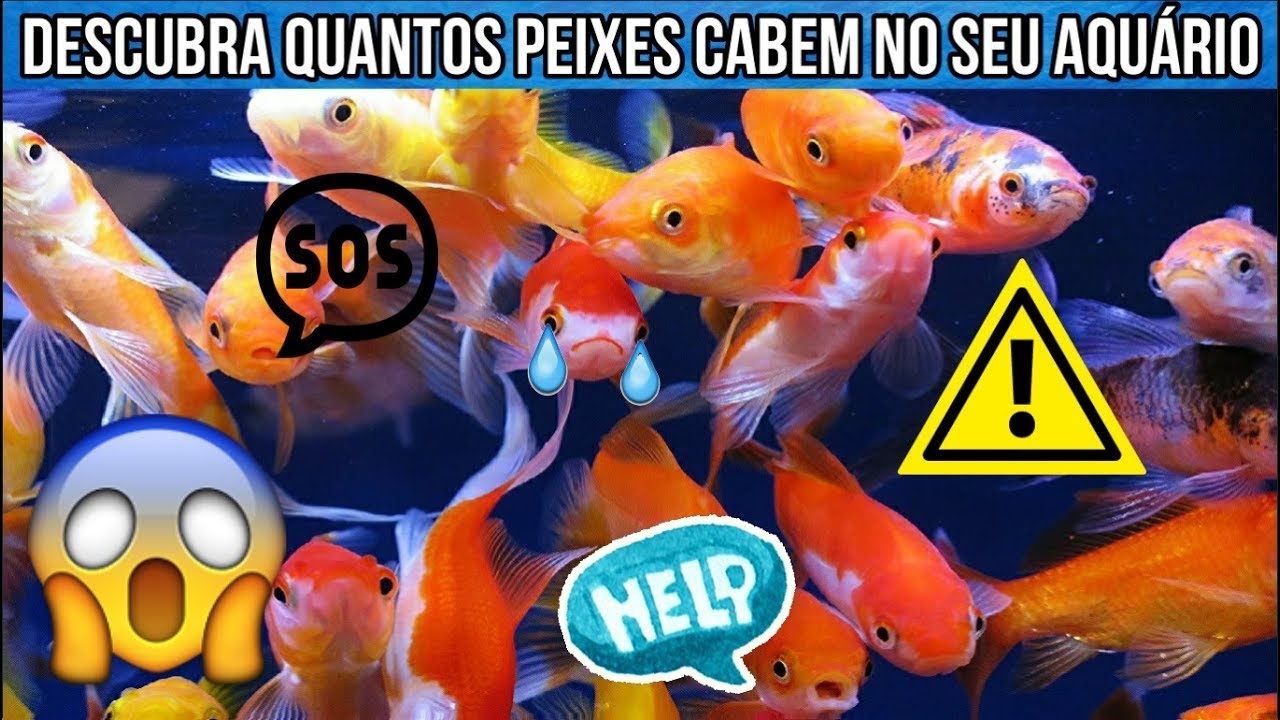 Descubra Quantos Peixes cabem no Seu Aquário