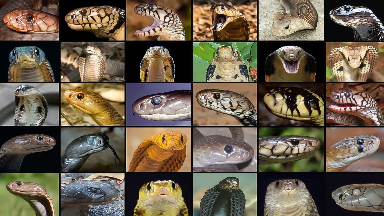 34 Spesies Ular Cobra yang Tersisa