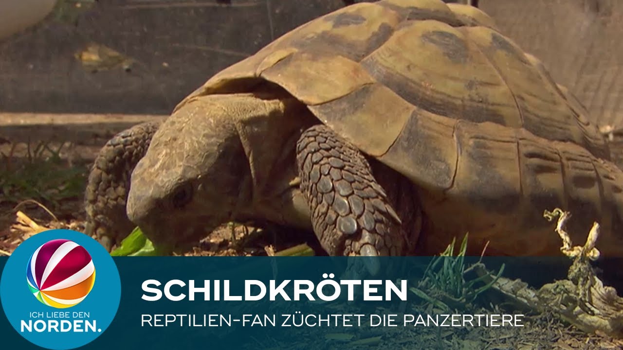 Reptilien-Fan aus Hasbergen züchtet Schildkröten