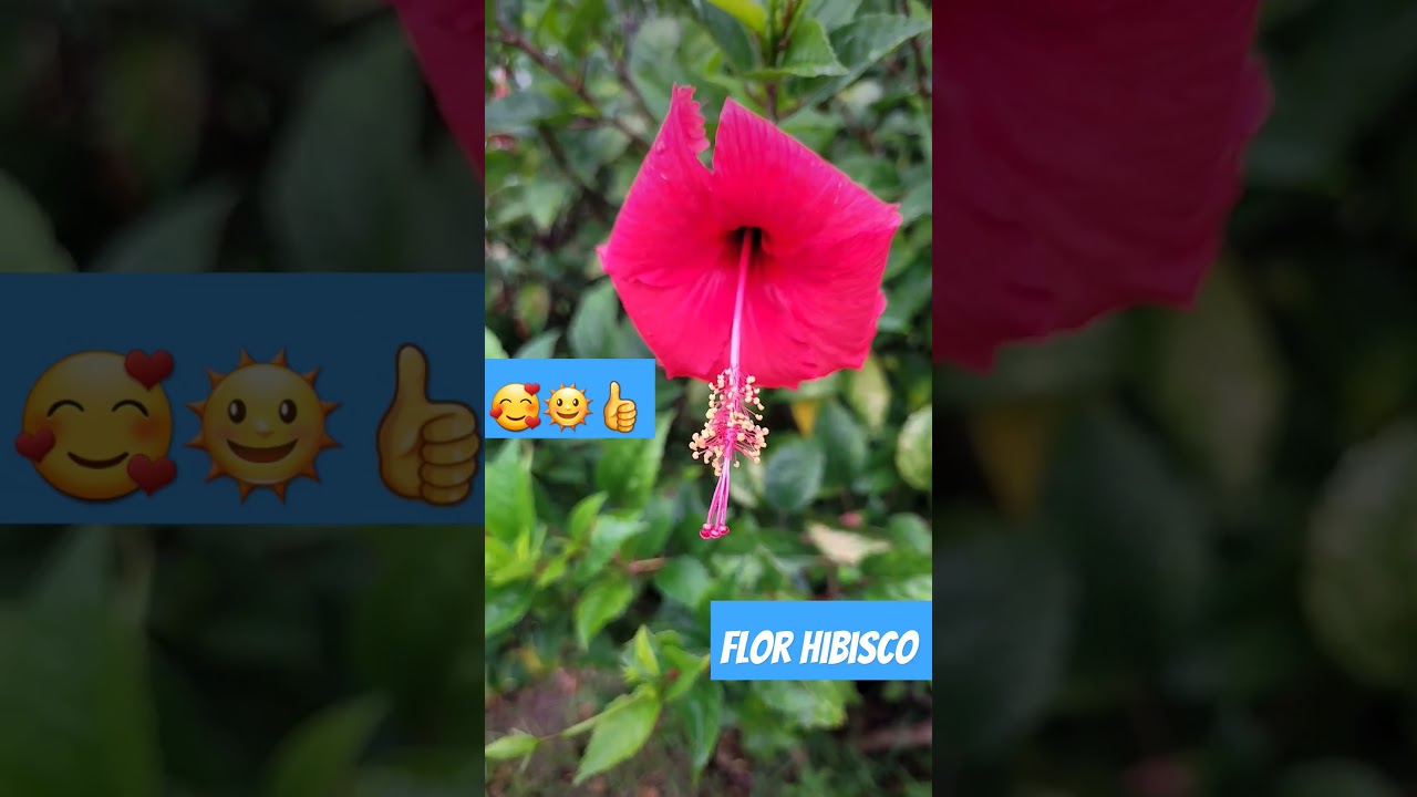O que &eacute; hibisco? Descubra tudo sobre essa planta colorida #flowers#Hibiscus#flor.@andersonmalu.