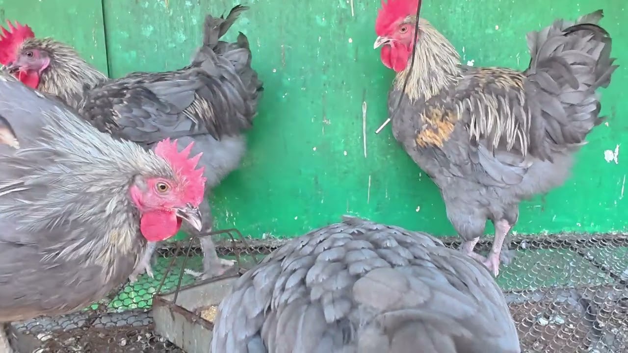 Blue Plymouth Rock | Farm Chickens Feeding Together | ব্লু প্লাইমাউথ রক মুরগি 🐔