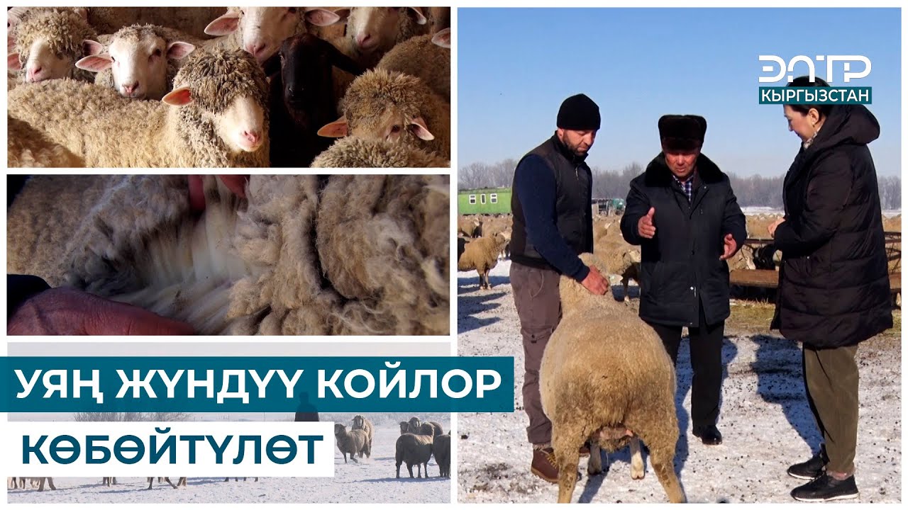 УЯҢ ЖҮНДҮҮ КОЙЛОР КӨБӨЙТҮЛӨТ // РЕГИОН