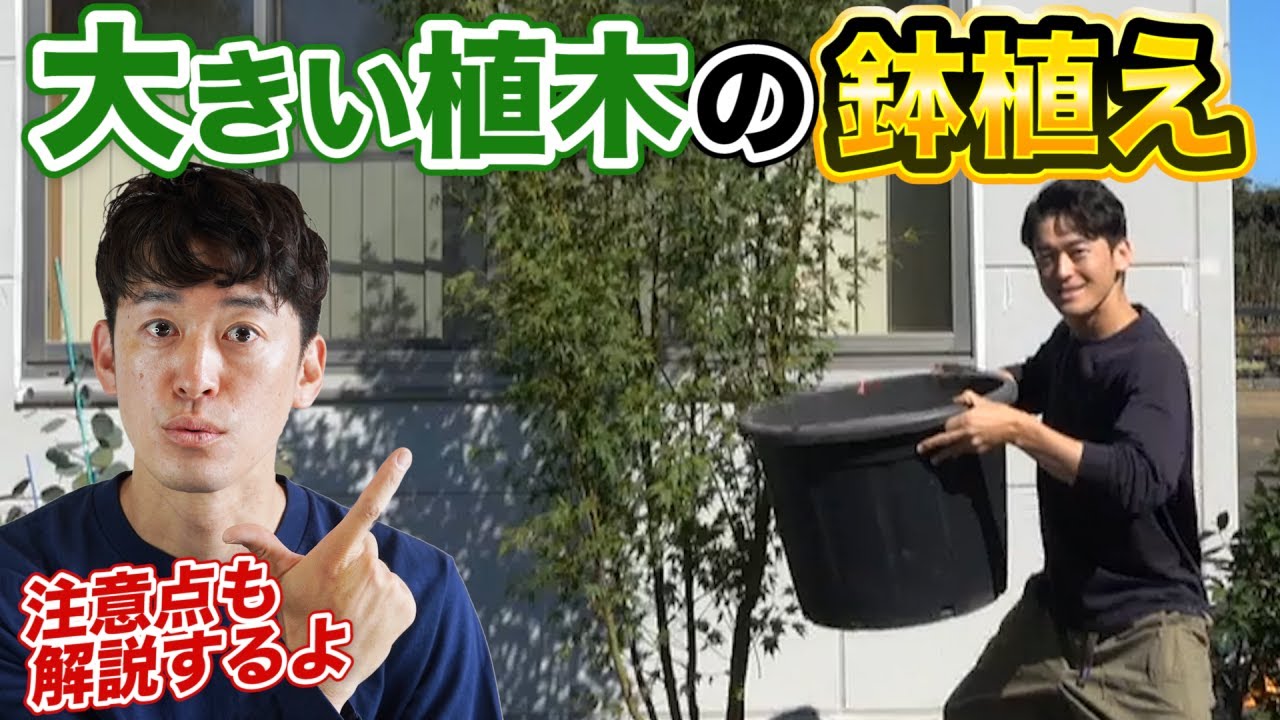 【実演】2mを超える植木を鉢植えにする方法