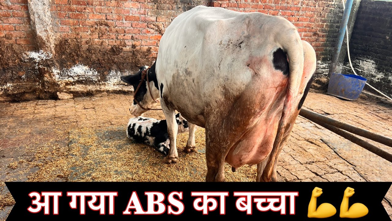 Малышка ABS уже здесь 💪💪#ejjukibusinessideas #dairyfarming #abscalf