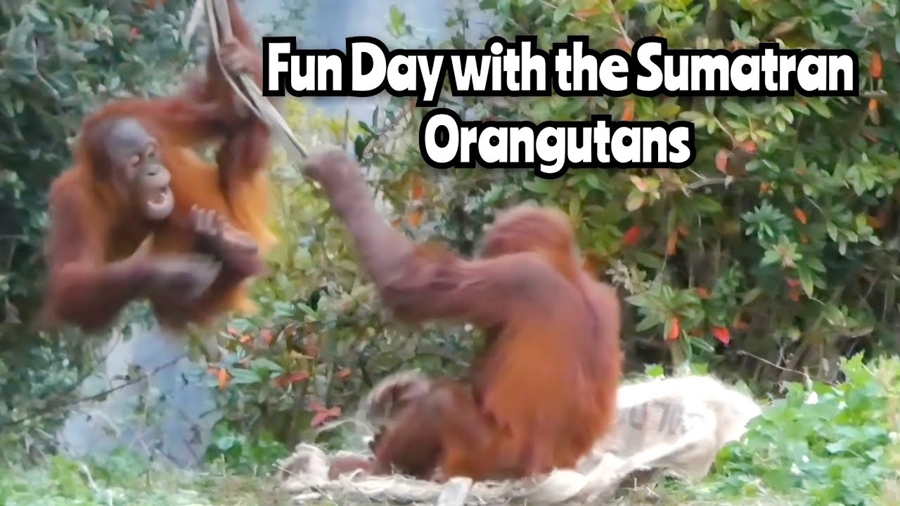 Sumatran Orangutan Play Day