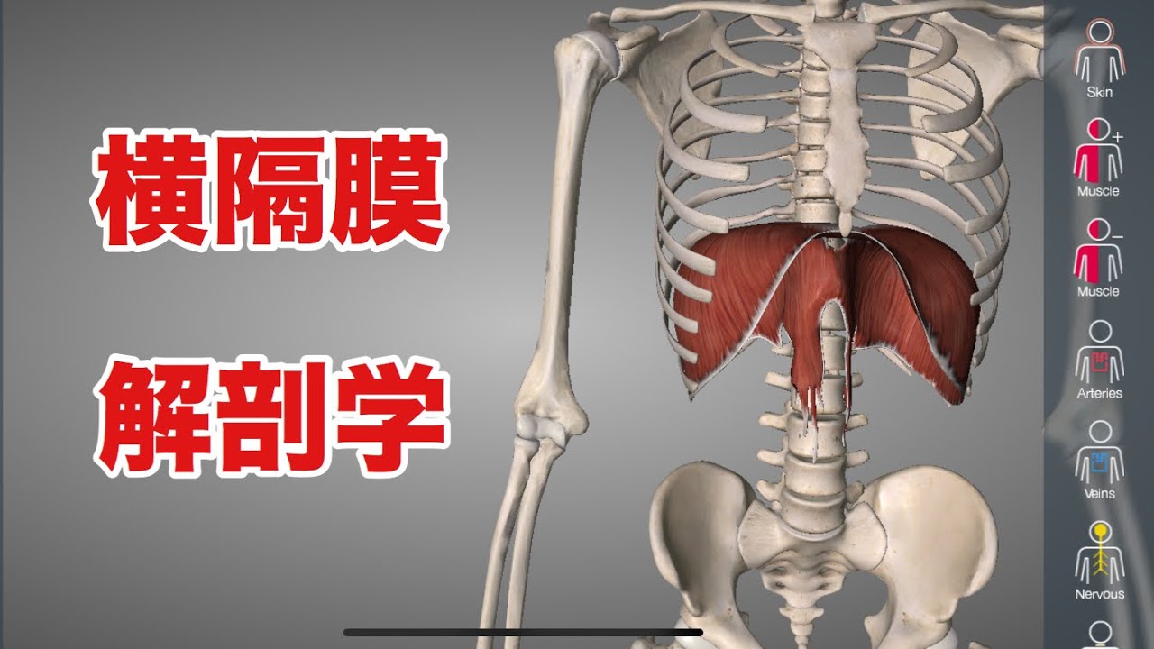 横隔膜の解剖学:動作、神経、血管、つながりについて解説してみた