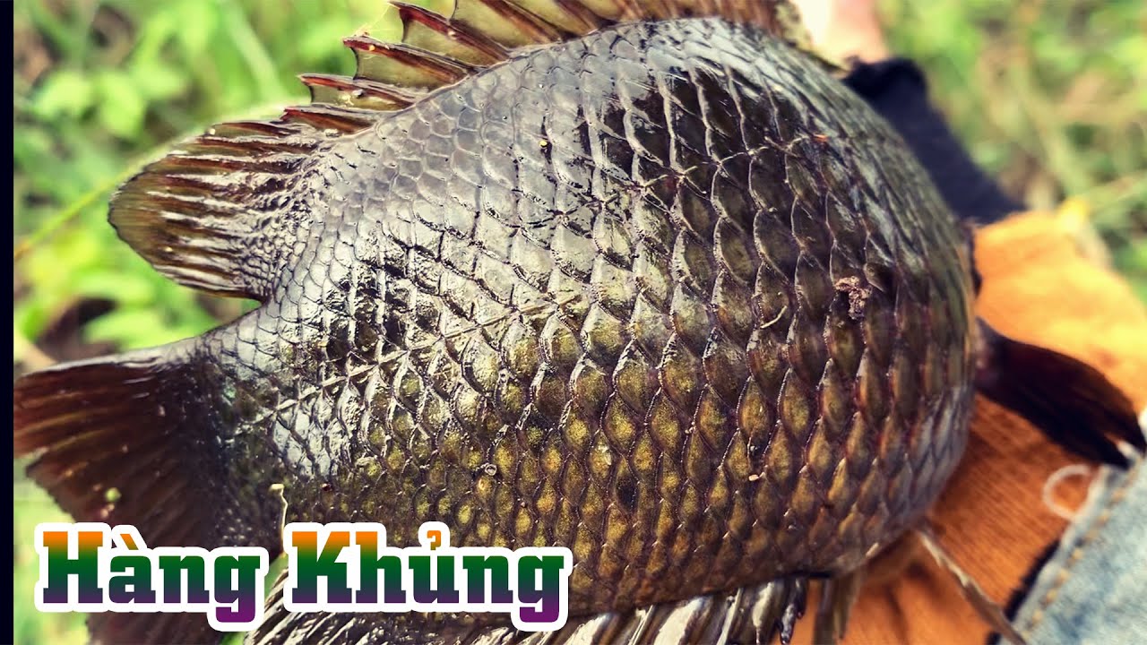 Tr&uacute;ng to&agrave;n c&aacute; r&ocirc; khủng trong đ&aacute;m rau muống | TH&Uacute; VUI MIỀN T&Acirc;Y. 62
