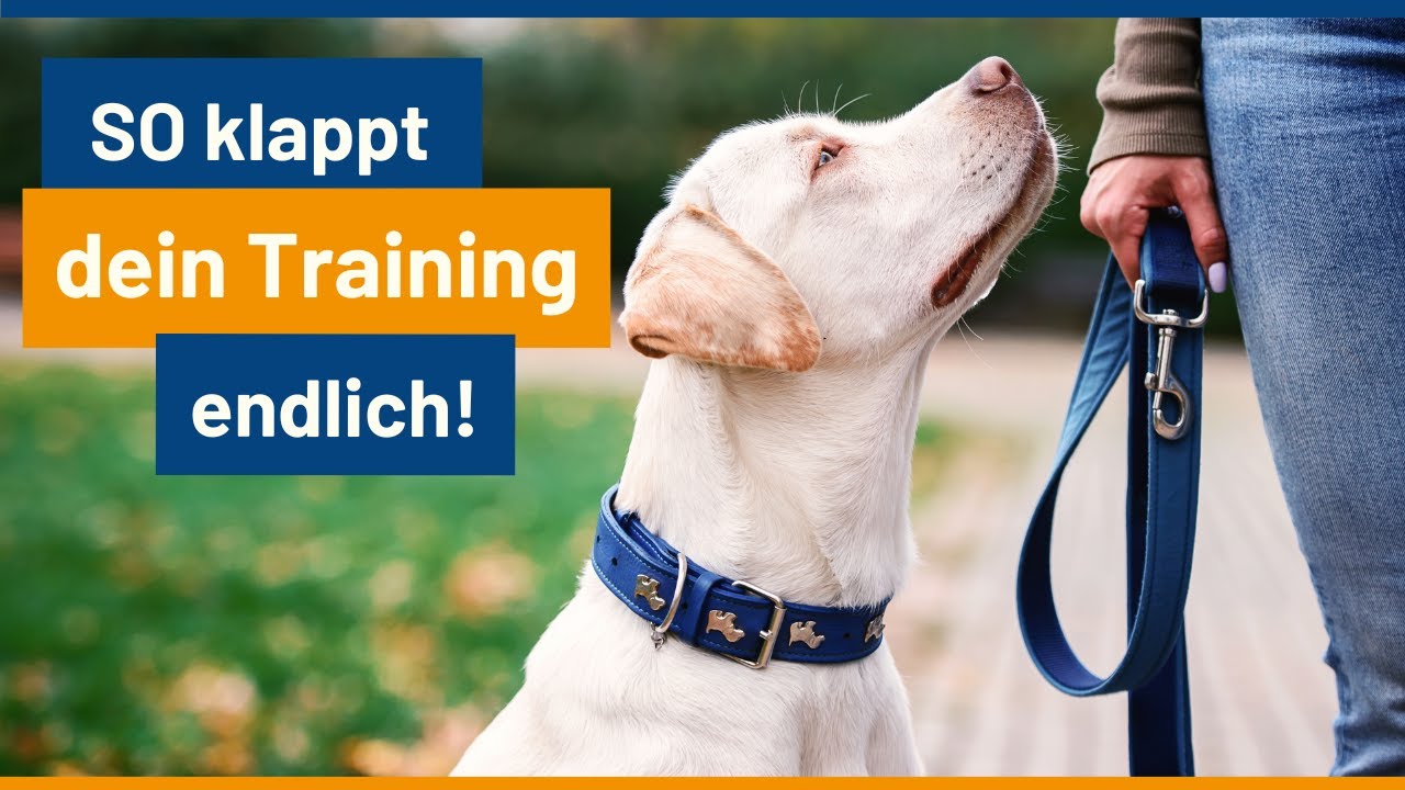 Hundepsychologie: So lernt dein Hund am besten