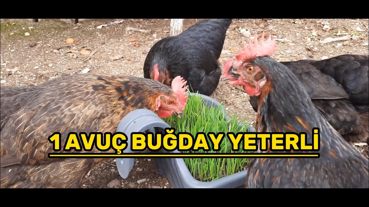TAVUKLARA KENDİ YEMLERİNDEN YEŞİLLİK &Uuml;RETMEK🐔