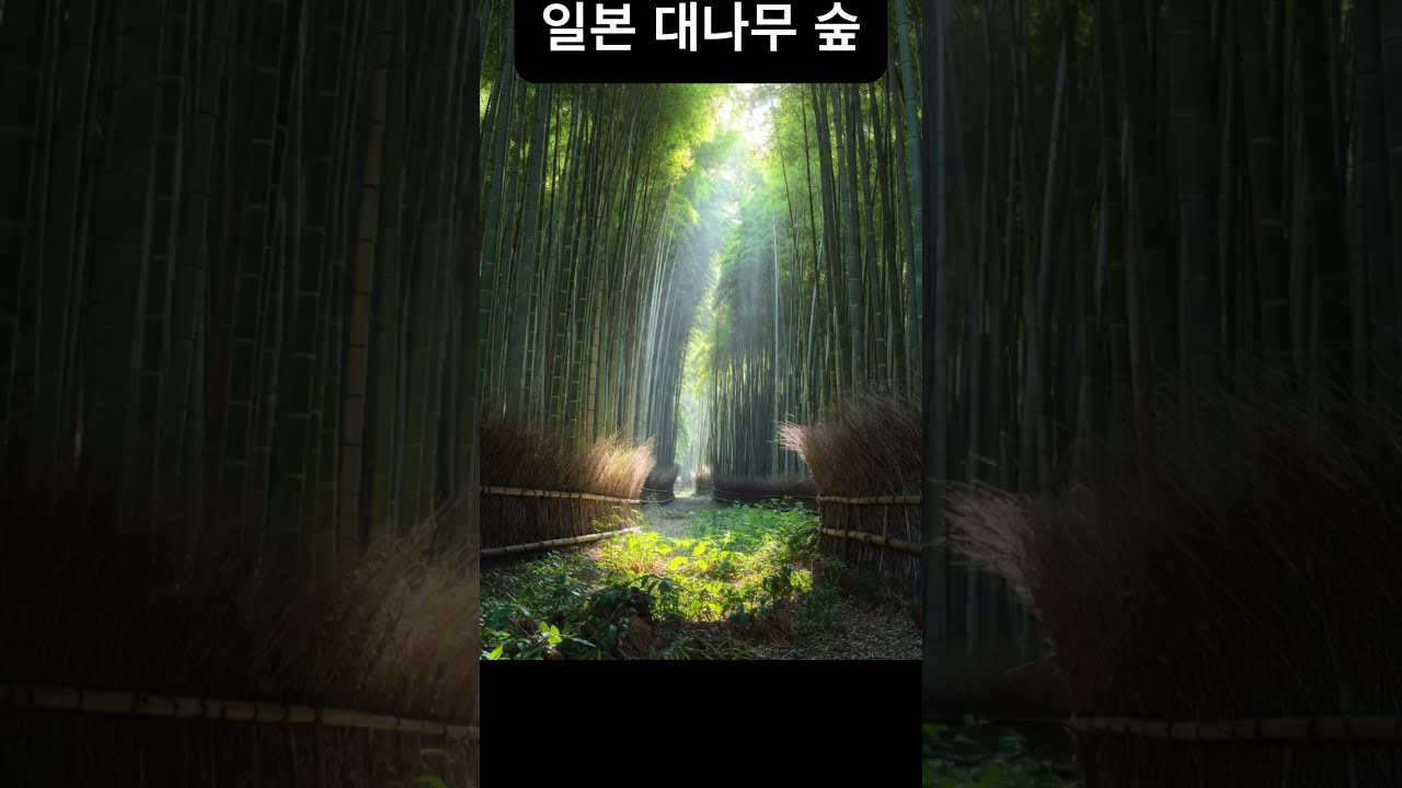 일본 대나무 숲 (명상) #자연의 빛#일본 대나무 숲#새소리#명상