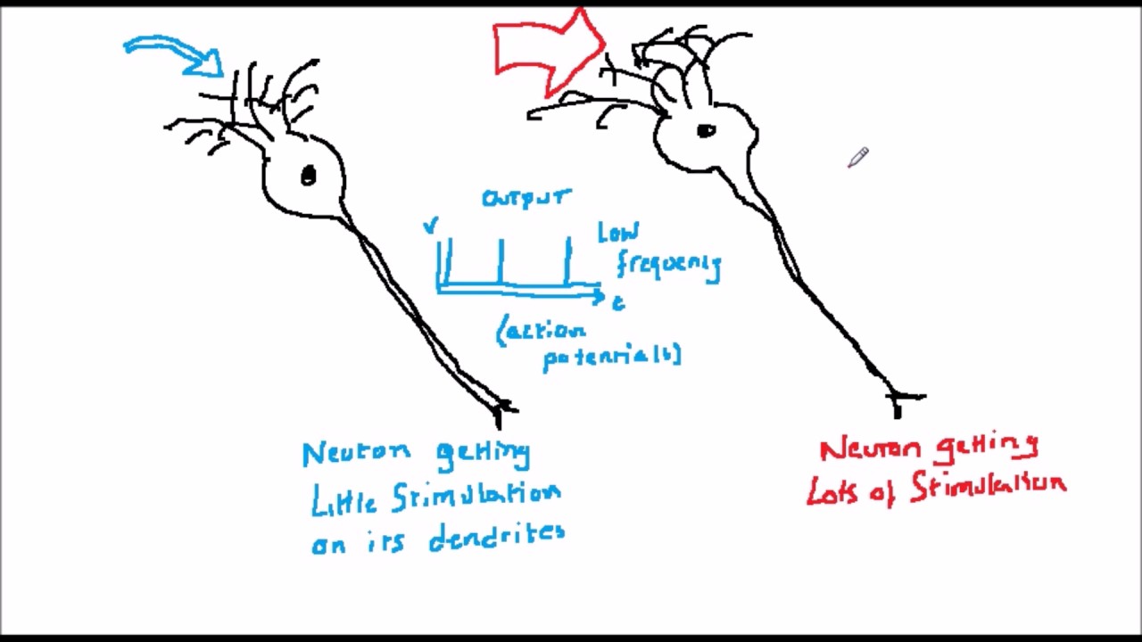 Artificial Neural Nets and Evolutionary Algorithms 6: Biology 5 - the neural signal