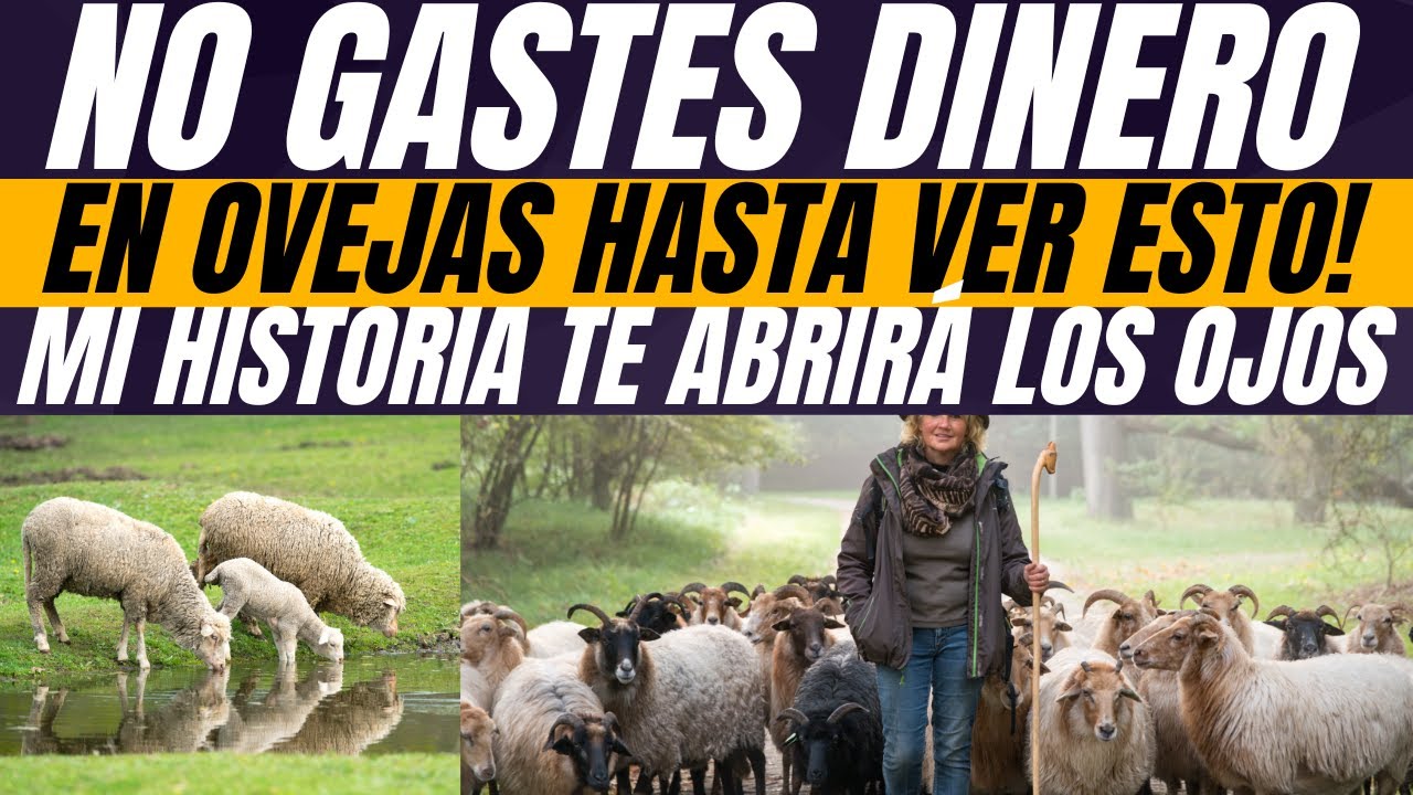 &iexcl;No gastes dinero en ovejas hasta ver esto! La gu&iacute;a que me sac&oacute; de la ruina paso a paso
