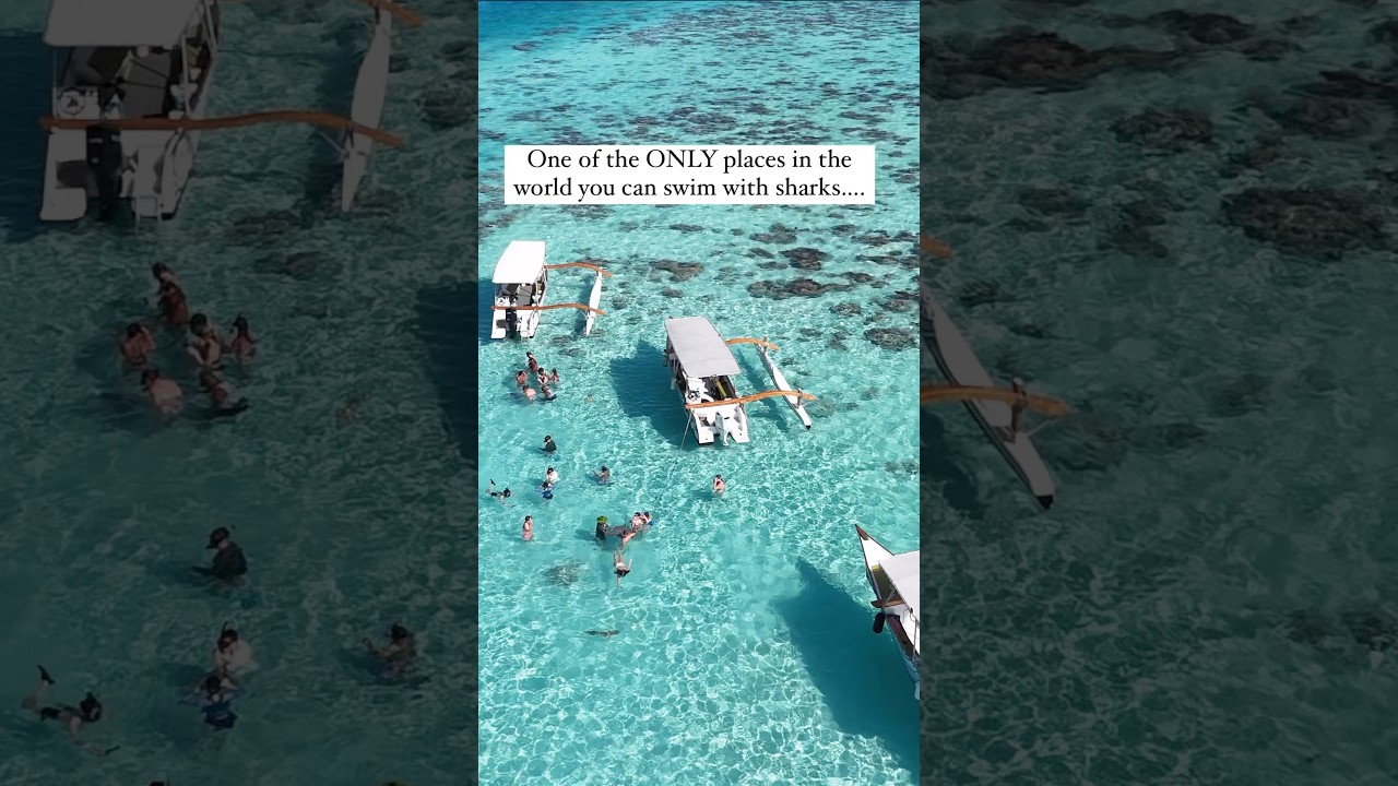 Would you ever swim with sharks?! #adventuretravel #travel #epictravel #moorea #frenchpolynesia