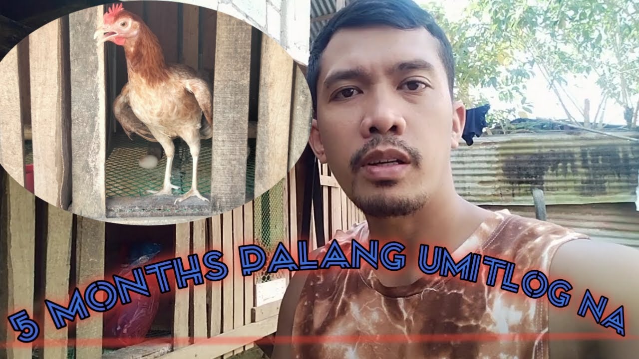 five months na pullet,unang itlog | grabe ang laki