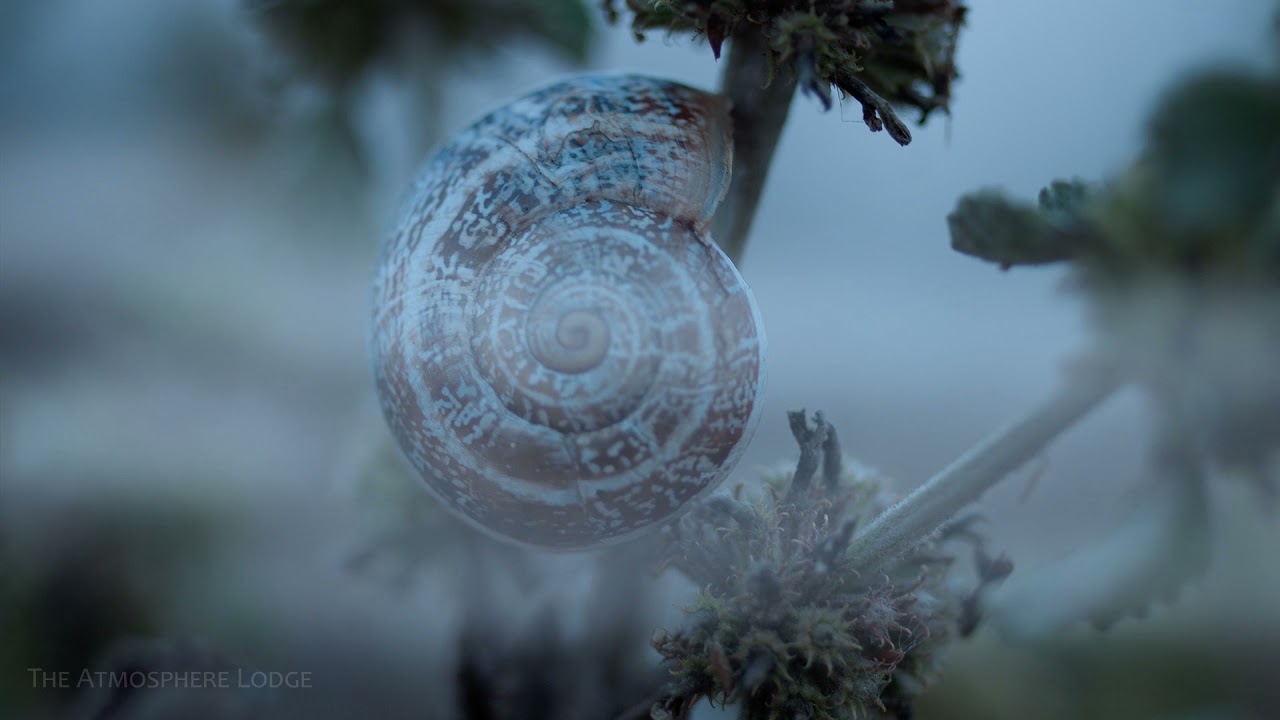 Ambient Tonal Music | Meditation | Foggy Landscape | 3 Hours