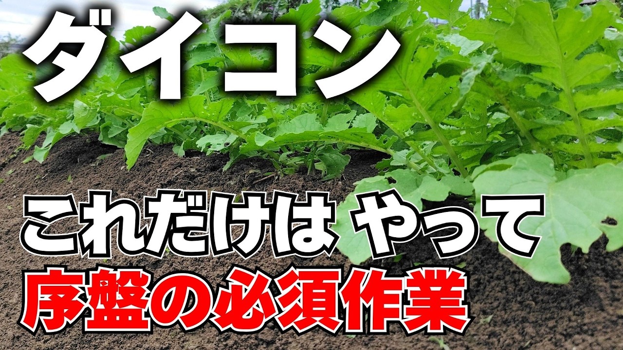 【ダイコン】初心者でもできる栽培序盤の管理作業を徹底的に解説！
