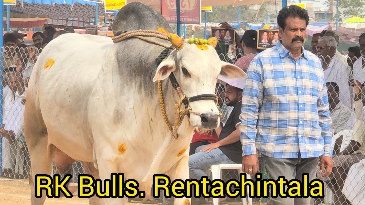 రెంటచింతల జూనియర్స్ 4జత. RK Bulls అత్తోట శిరీష చౌదరి శివకృష్ణ చౌదరి గారు వేటపాలెం గ్రామం