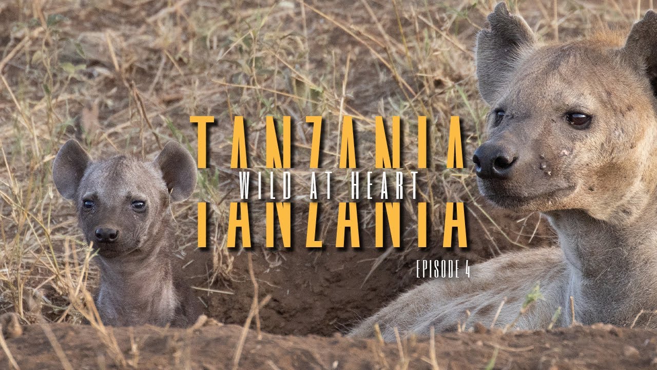 Tanzania Safari: Photographing Leopards, Cheetahs and the so-called Ugly 5