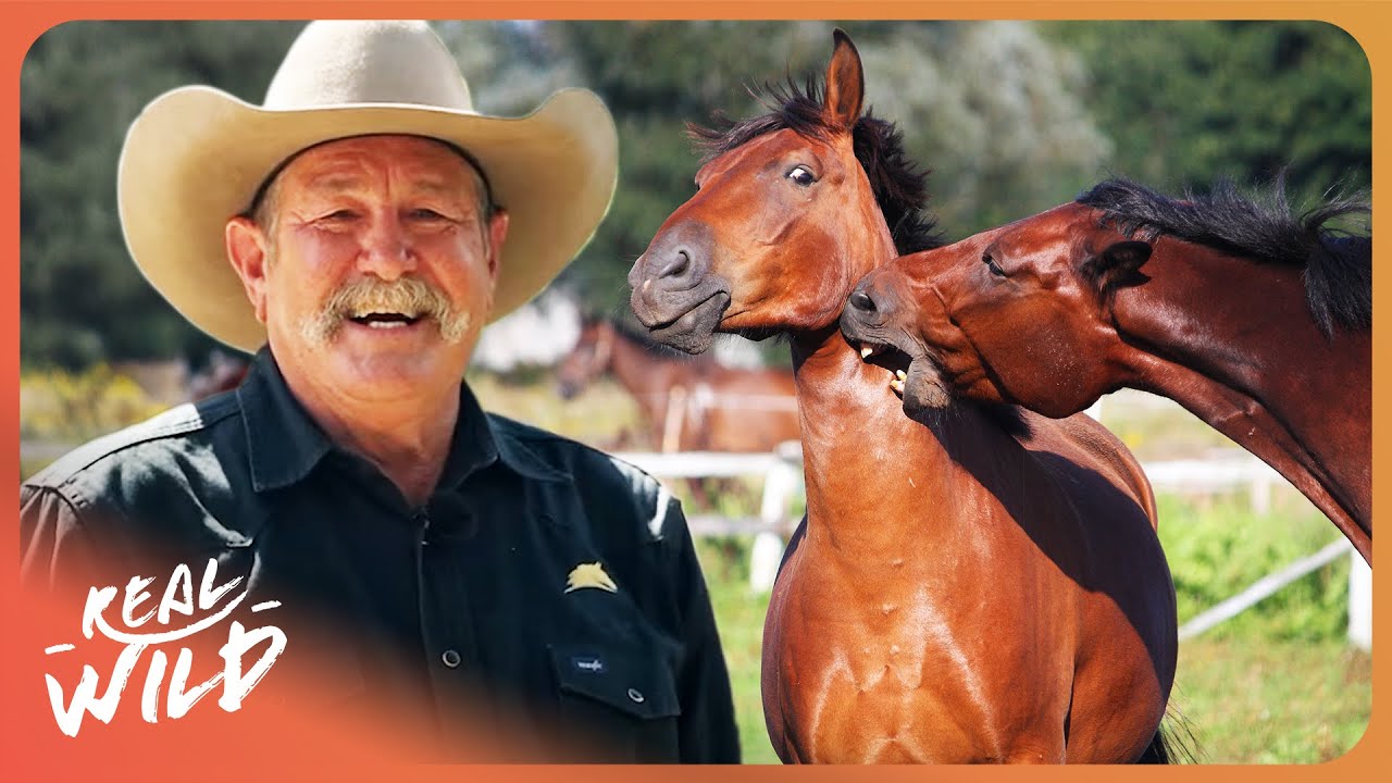 I Have 7 DAYS To Train The Wildest Horses... Here's What Happened