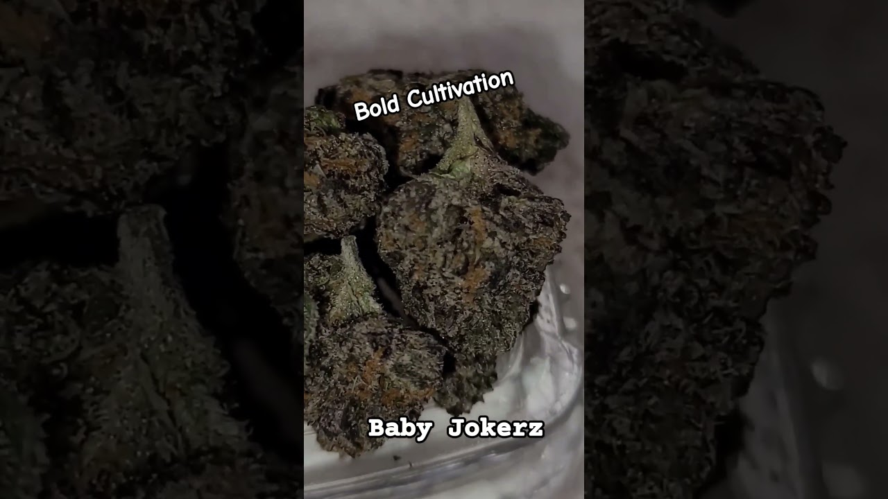 Bold Cultivation (Baby Jokerz) Delta West Memphis, Ar MMJ #deltawestmemphis #herbs #420