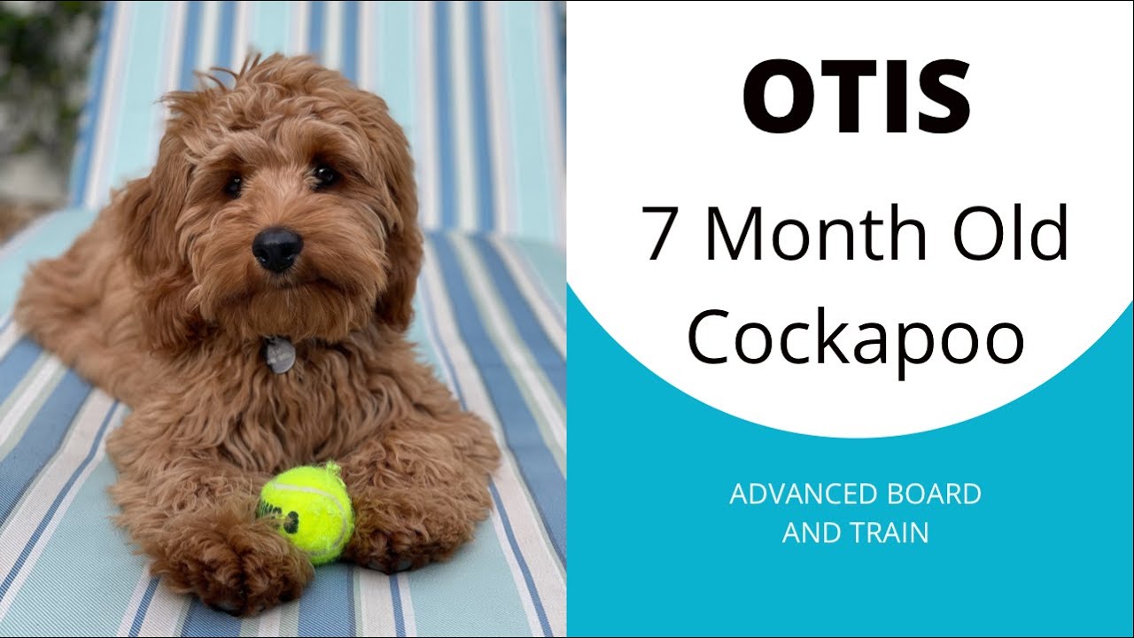 Otis' Training Journey | 7 Month Old Cockapoo | Advanced Board and Train | Obedience | Small Dogs