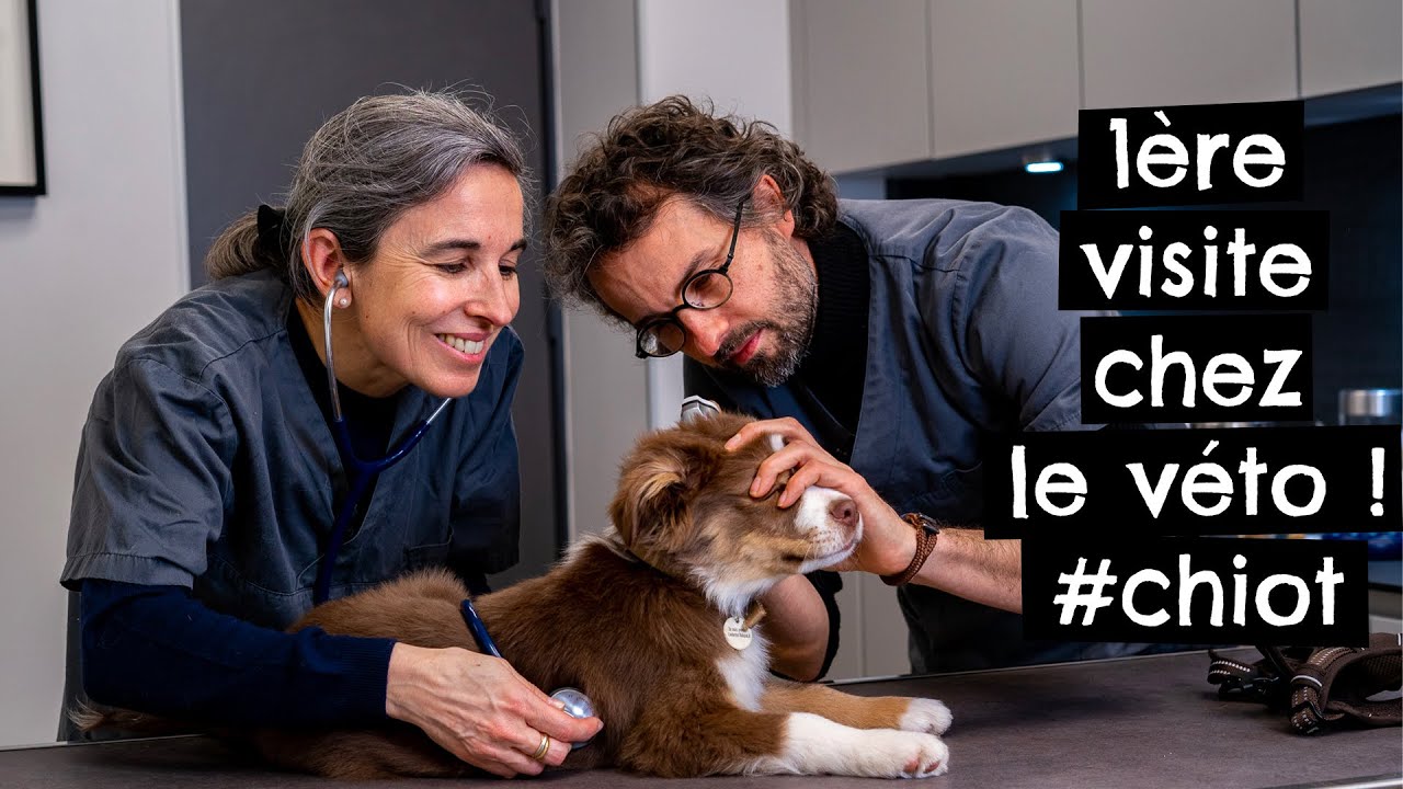 Première visite chez le véto ! #chiot