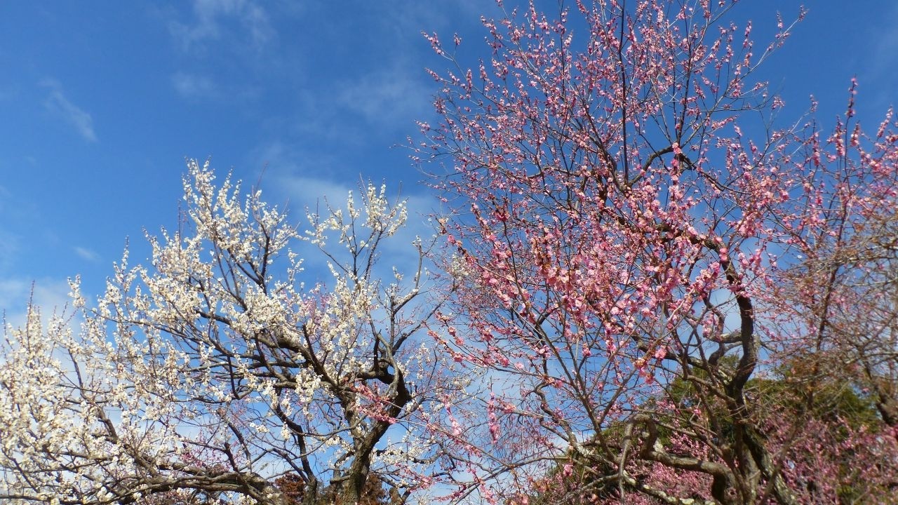 陰と陽の世界・命あふれる偕楽園2026観梅