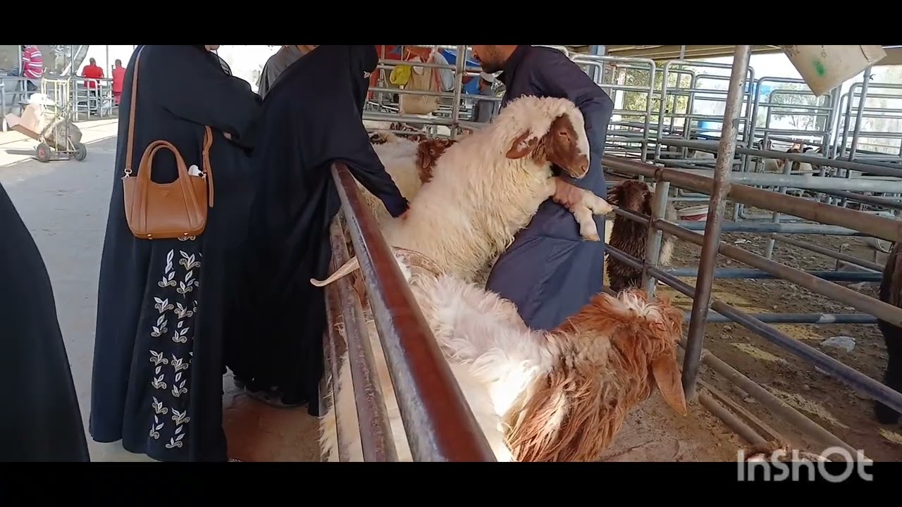 Kuwait bakara mandi 🇰🇼 /kuwait sheep market/Goat market in kuwait/ayan vlog 