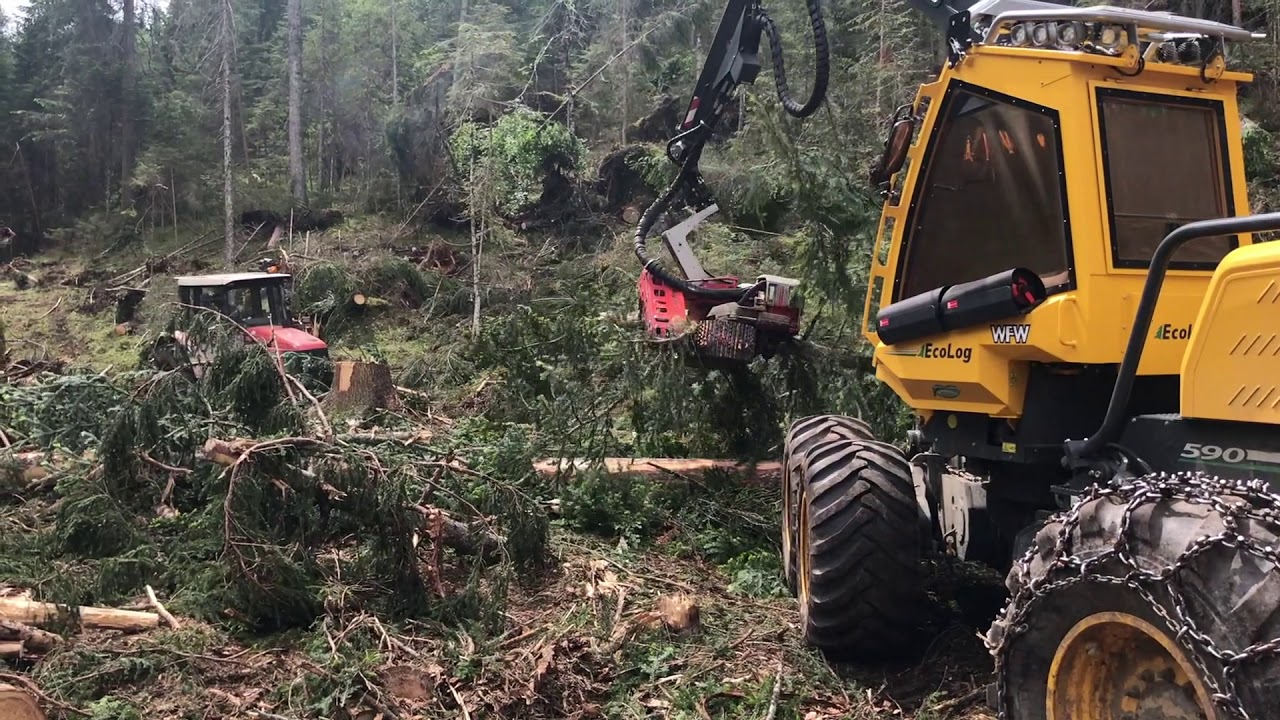 Il legno della Val Visdende, dopo la tempesta Vaia
