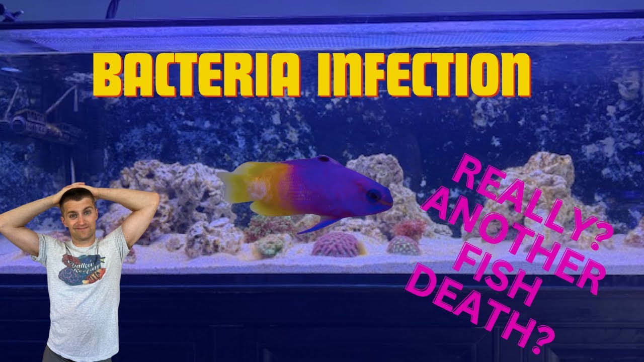Инфекция, вызванная королевскими граммовыми бактериями – еще одна гибель рыбы.