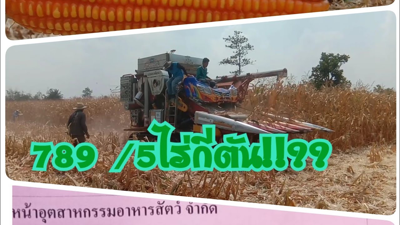 ข้าวโพดอาหารสัตว์พันธุ์789✨5ไร่ มาดูว่าได้ทั้งหมดกี่ตัน!???