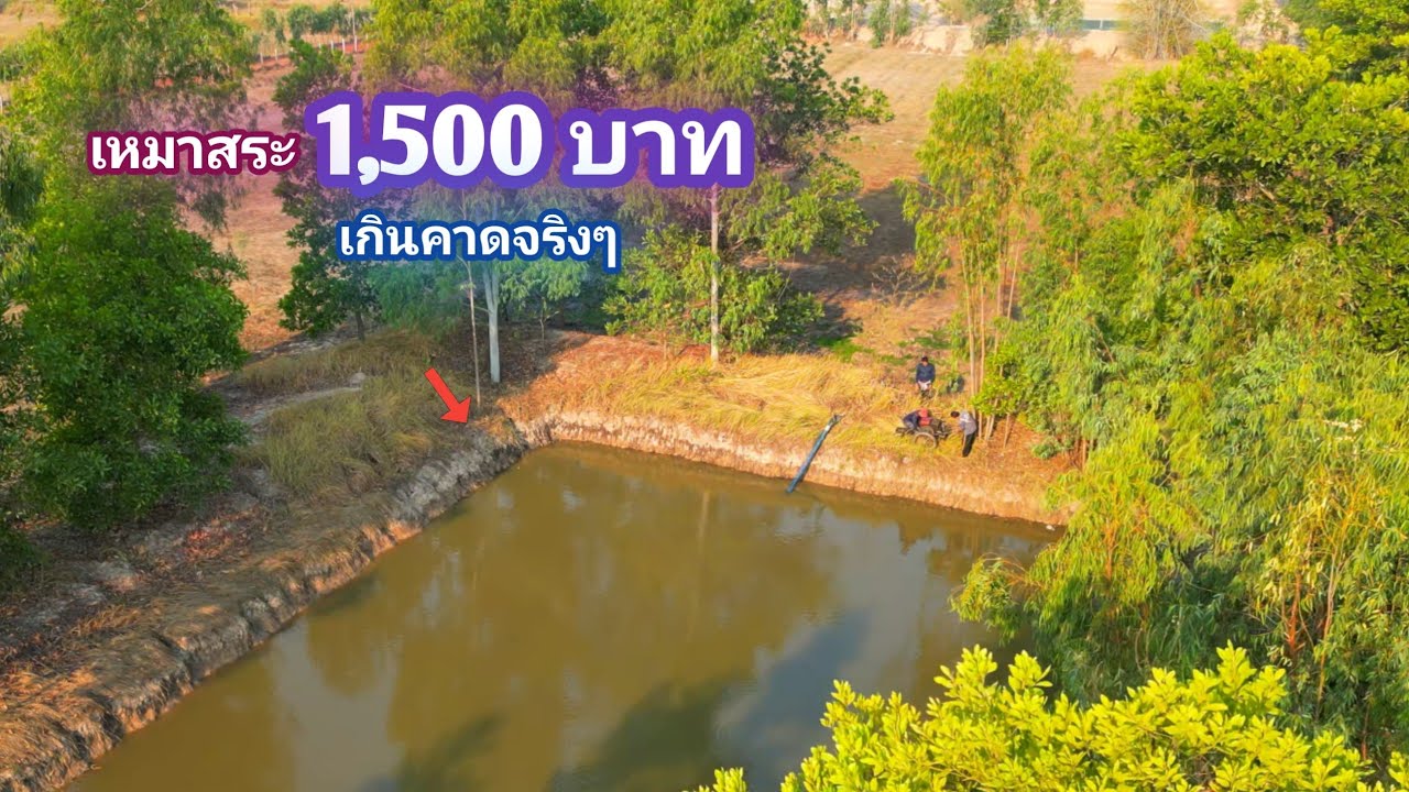 เหมาสระ 1,500 บาท ทีเด็ดจริงๆสระนี้ ก่อนที่จะโดนถม ใครจะคิดว่าปลาจะเยอะขนาดนี้ / บ้านนอก EP872