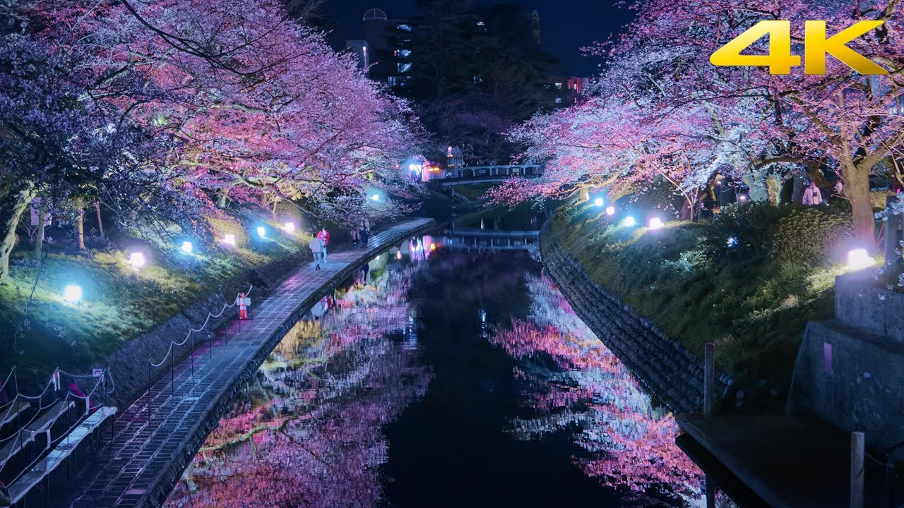 4K JapanWalk - Amazing Cherry Blossom view Toyama sakura [松川べり]