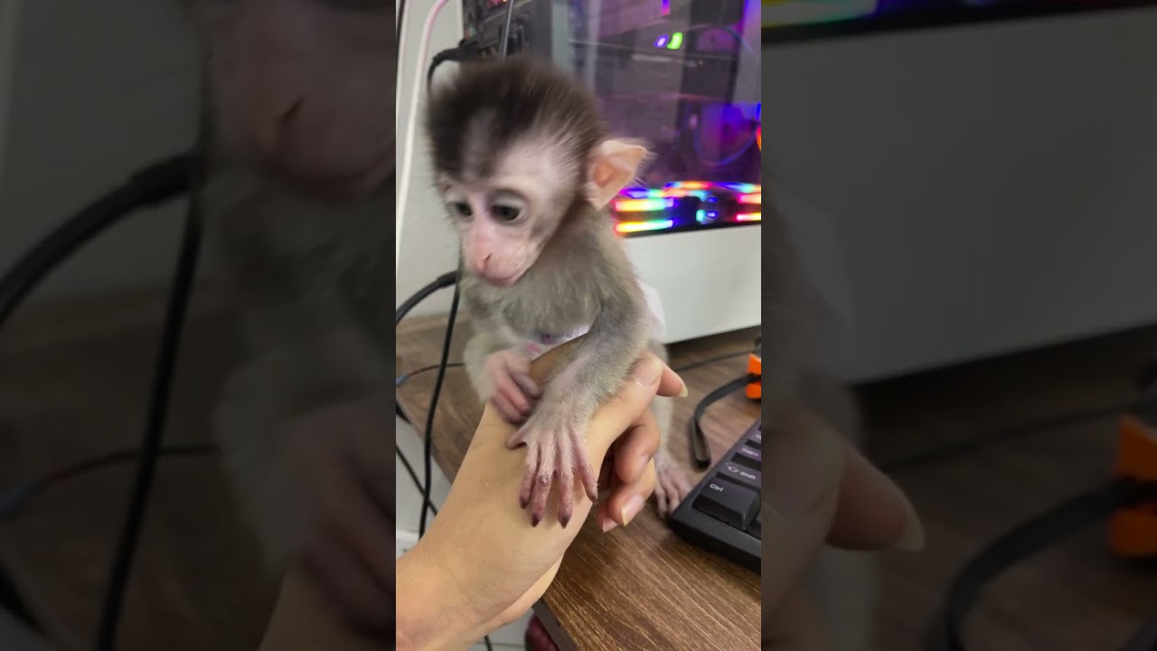 Baby monkey's butt is itchy #animals #cutemonkey #monkey #animal #videoshort #babymonkey #cute #fun
