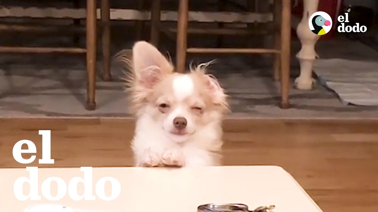 Estos perritos culpables no pudieron escaparse 😂 | El Dodo