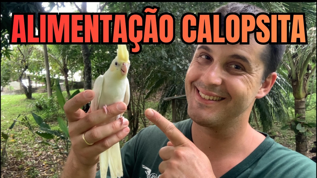 MELHOR ALIMENTAÇÃO PARA CALOPSITA