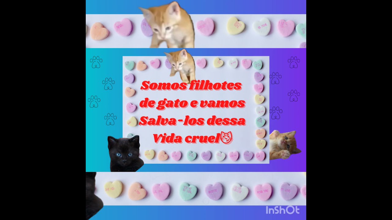 1- Filhote de Gato  (Felinos,Pequenos,beb&ecirc;s levados)