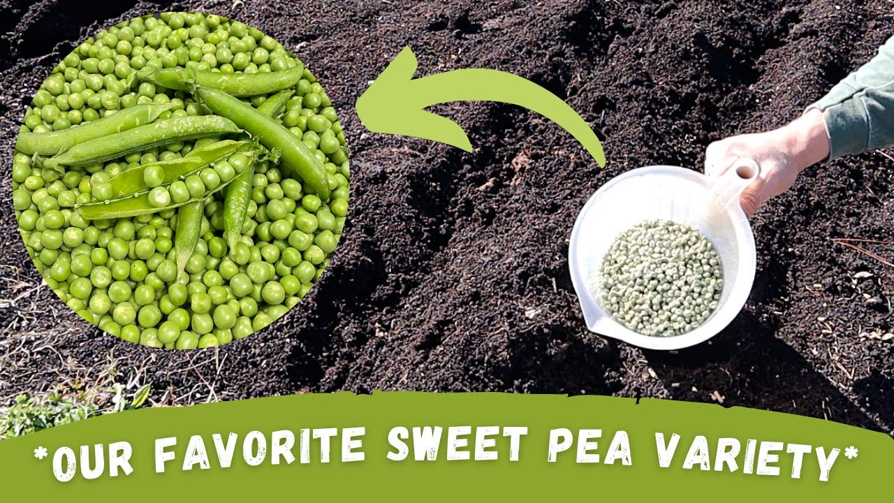 How to Grow SWEET PEAS in WINTER