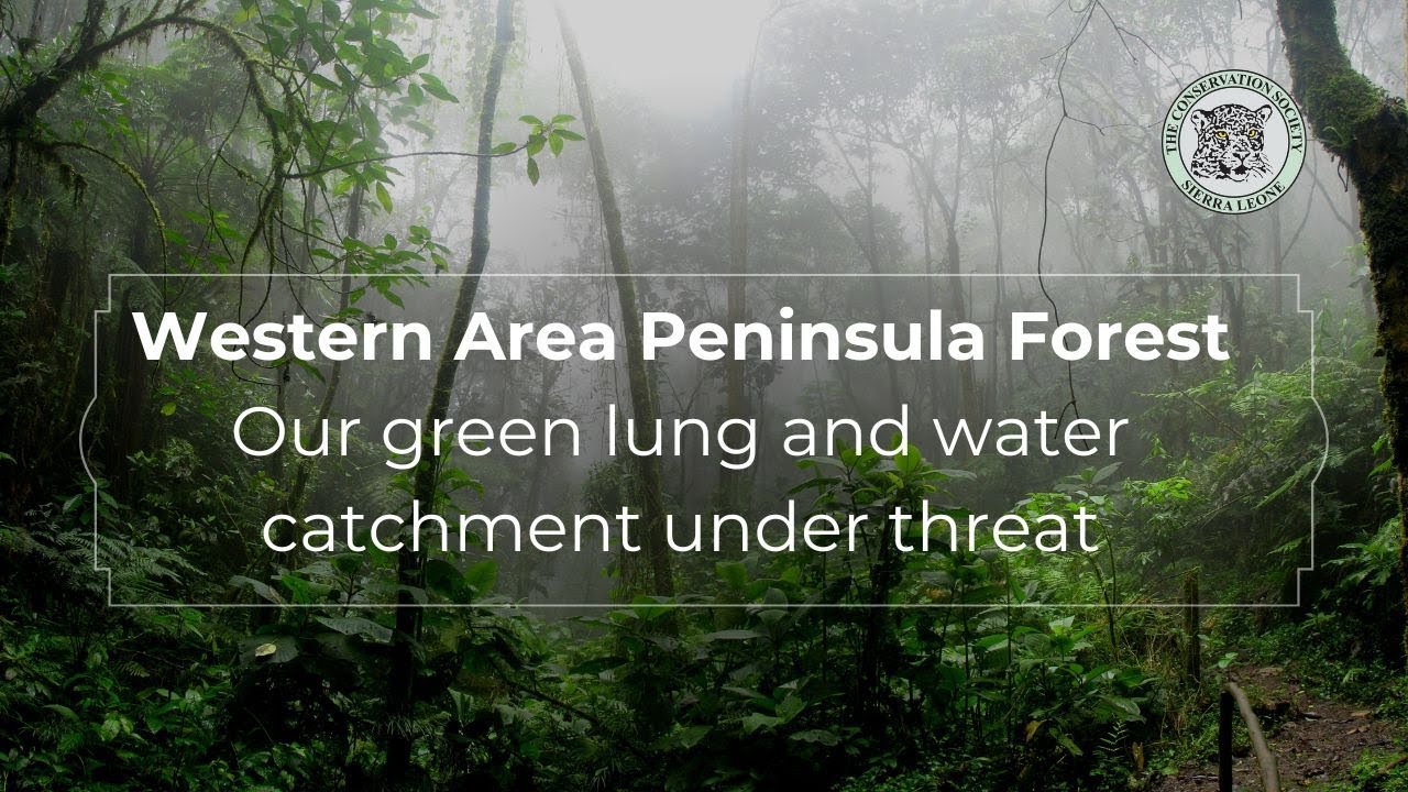 Western Area Peninsula Forest, Sierra Leone - Our green lung and water catchment under threat
