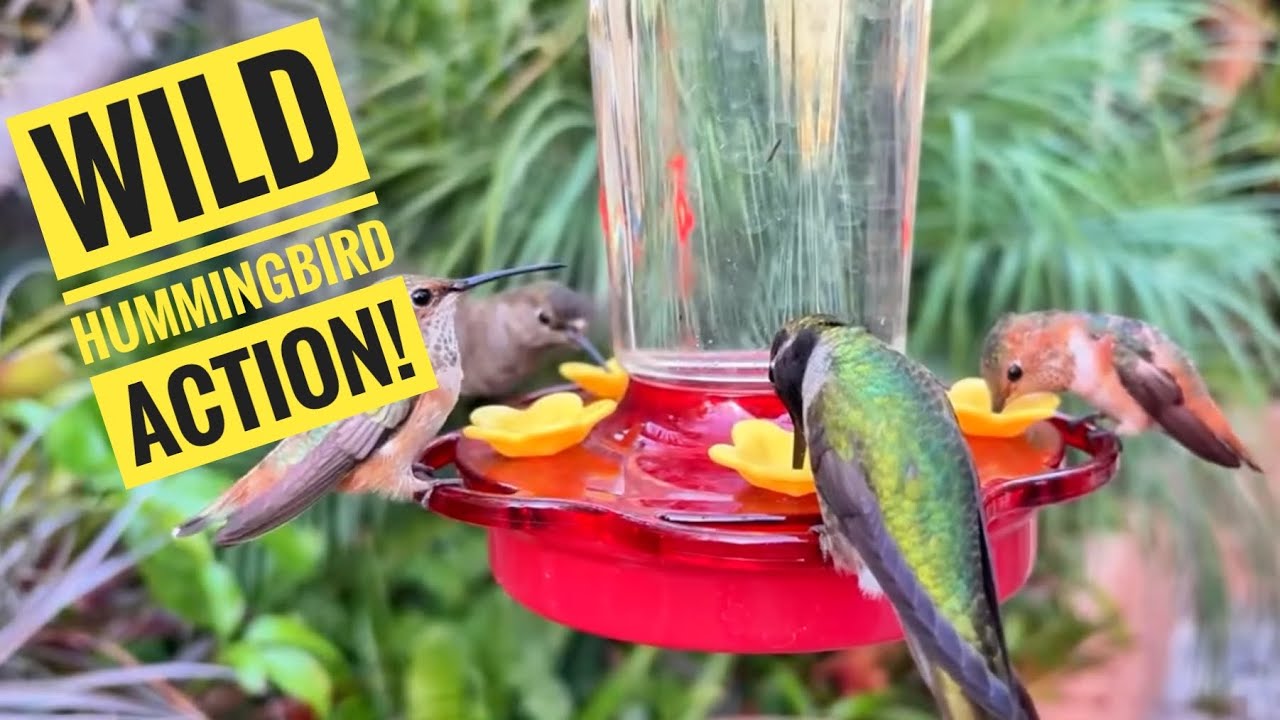 Non-Stop Hummingbird Action Up-Close! From Dusk to Dark in the Jungle Style Tropical Garden.