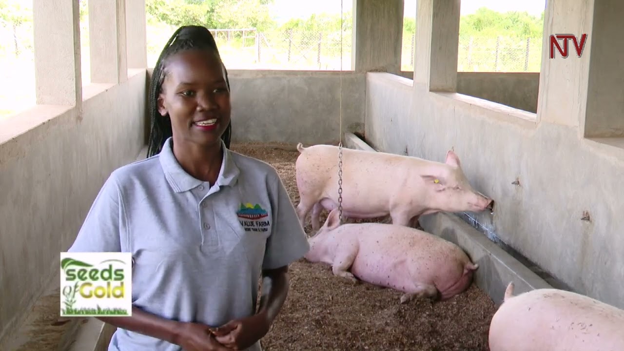 Best piggery farming practices | SEEDS OF GOLD