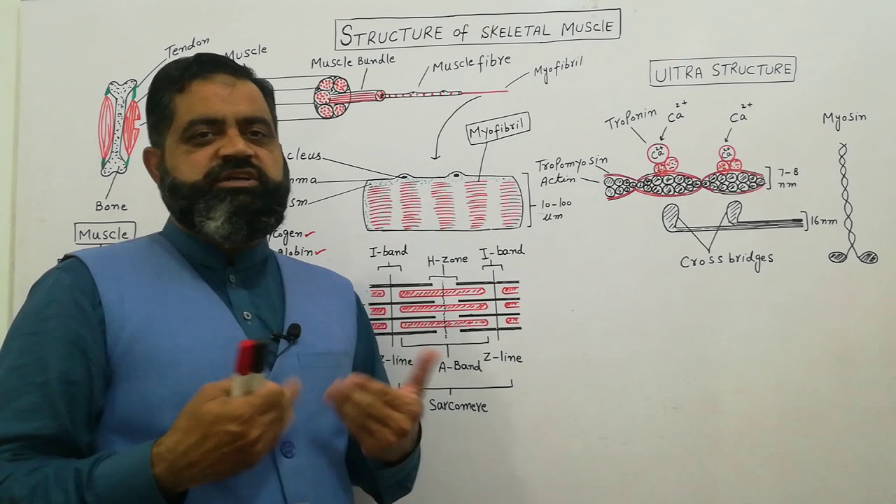 Structure of Skeletal Muscle Urdu/Hindi medium @ Prof Masood Fuzail | Anatomy of Skeletal muscle